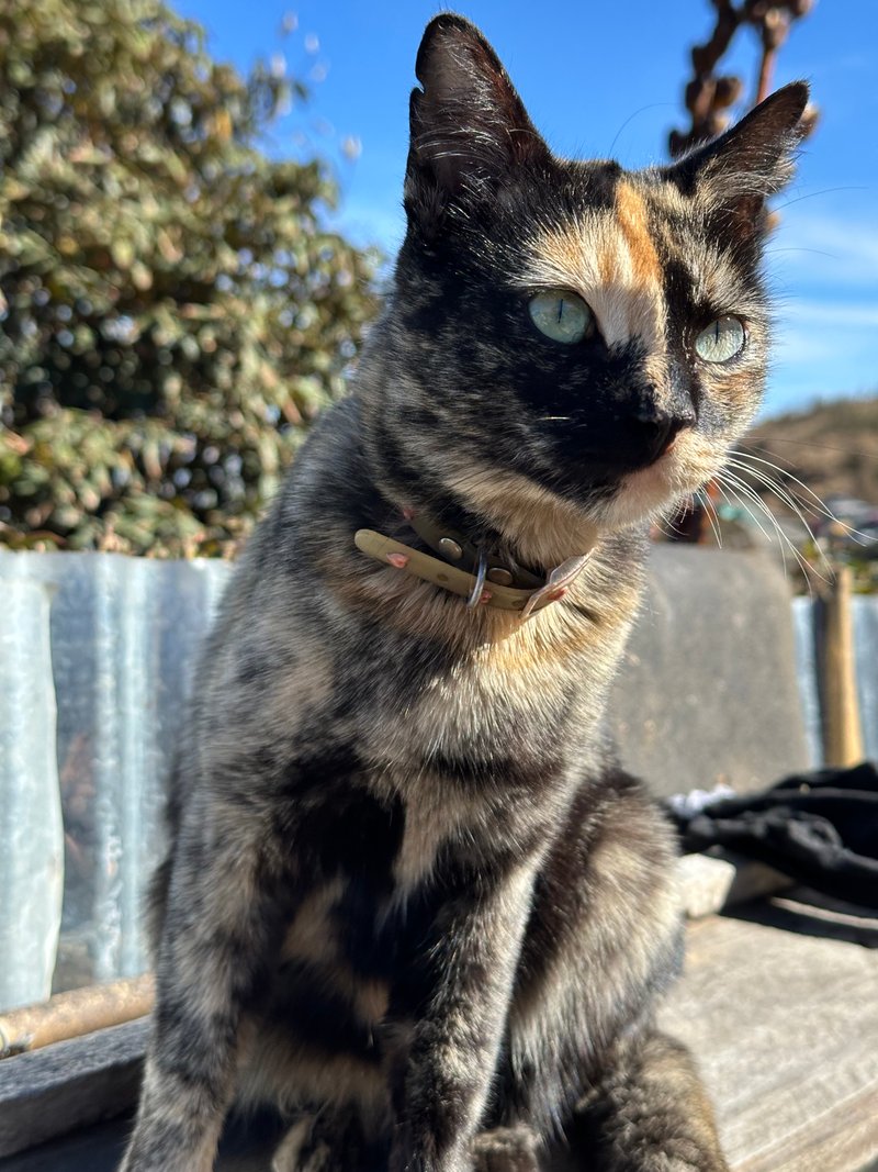 Dhotrey, India - December 2024